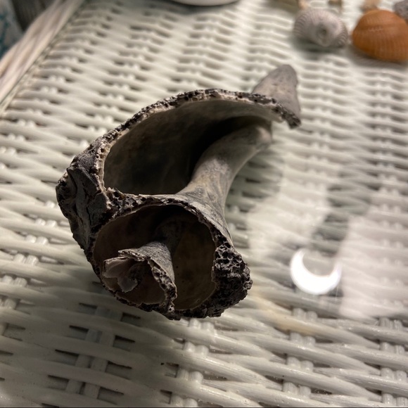 Real Conch Shell: Knick-knack decor - Picture 3 of 6